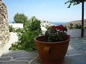 Vines & flowers live harmoniously / Αμπέλια και λουλούδια συνυπάρχουν αρμονικά